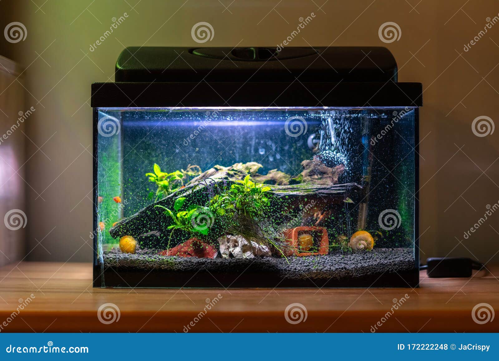 9,430 Small Fish Tank Stock Photos - Free & Royalty-Free Stock Photos from  Dreamstime