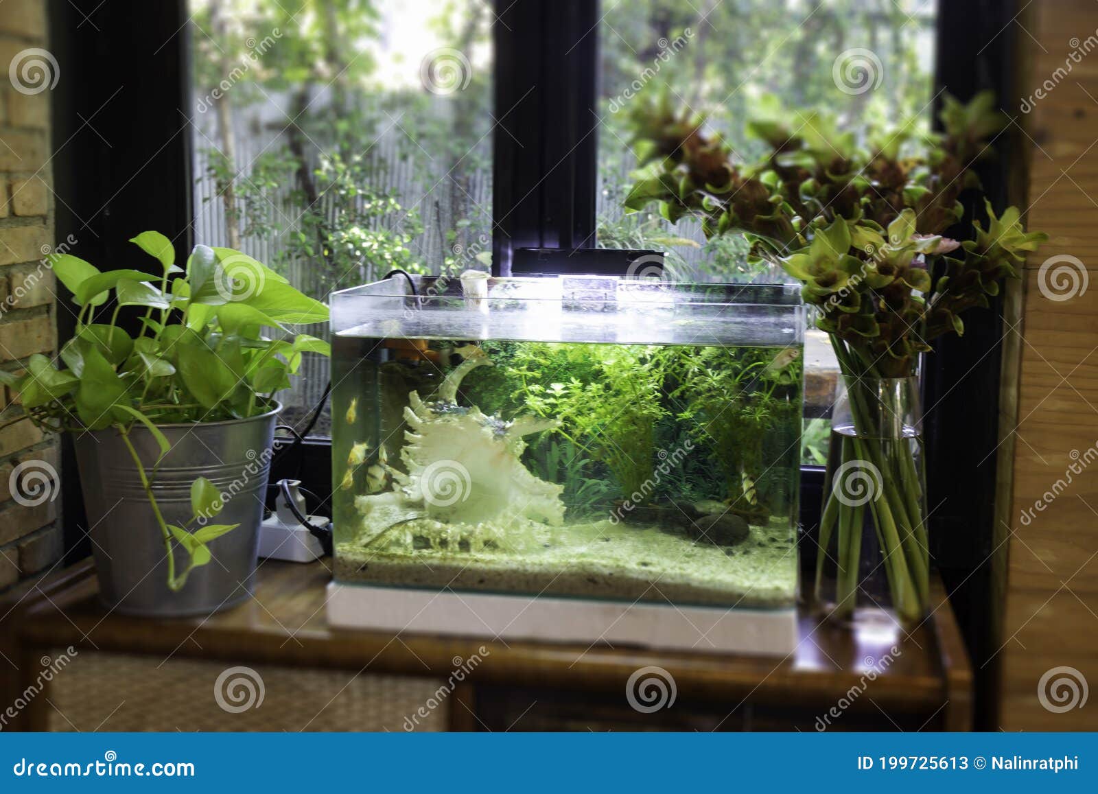 Small Fish Tank Aquarium Interior Stock Image - Image of fishbowl
