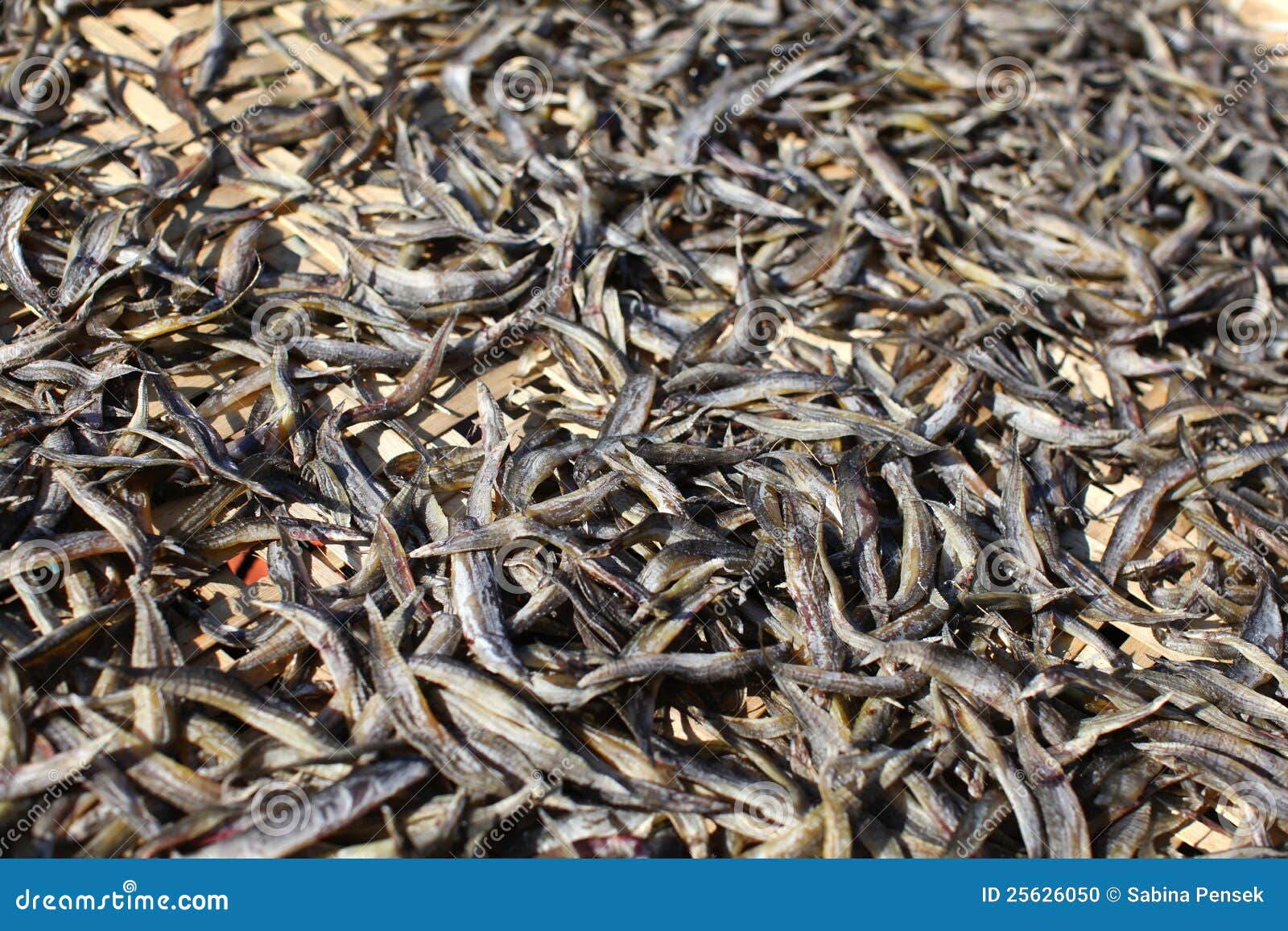 Small Fish Traditionally Drying in the Sun Stock Photo Image of fish