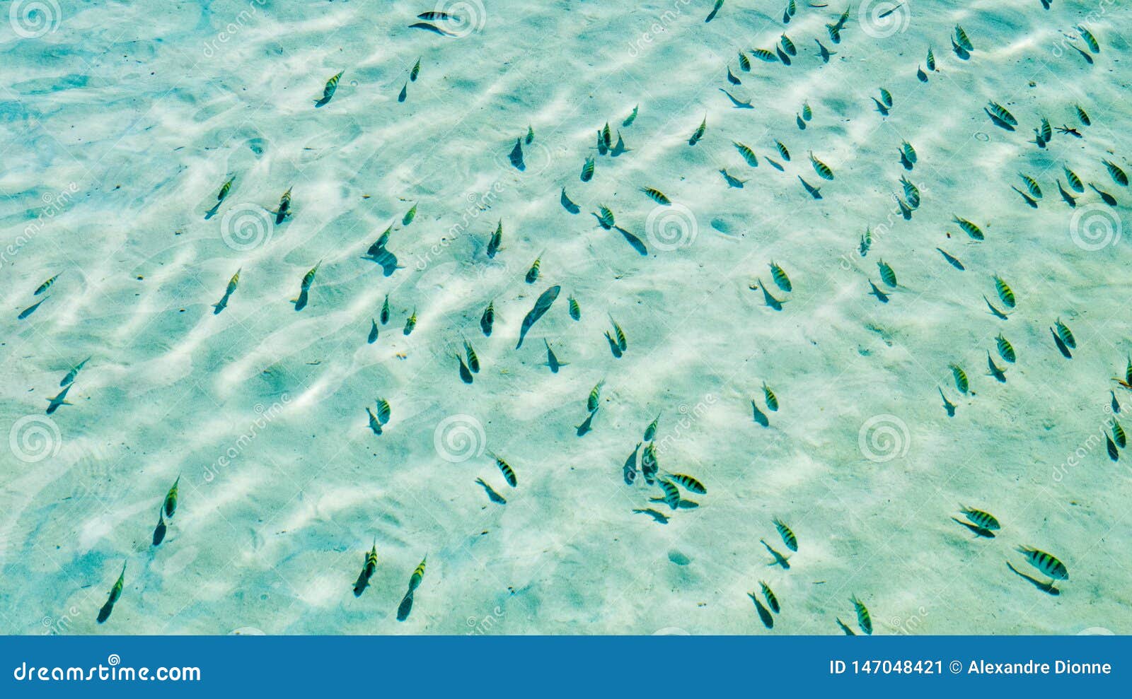 small fishes swimming in the shallow water
