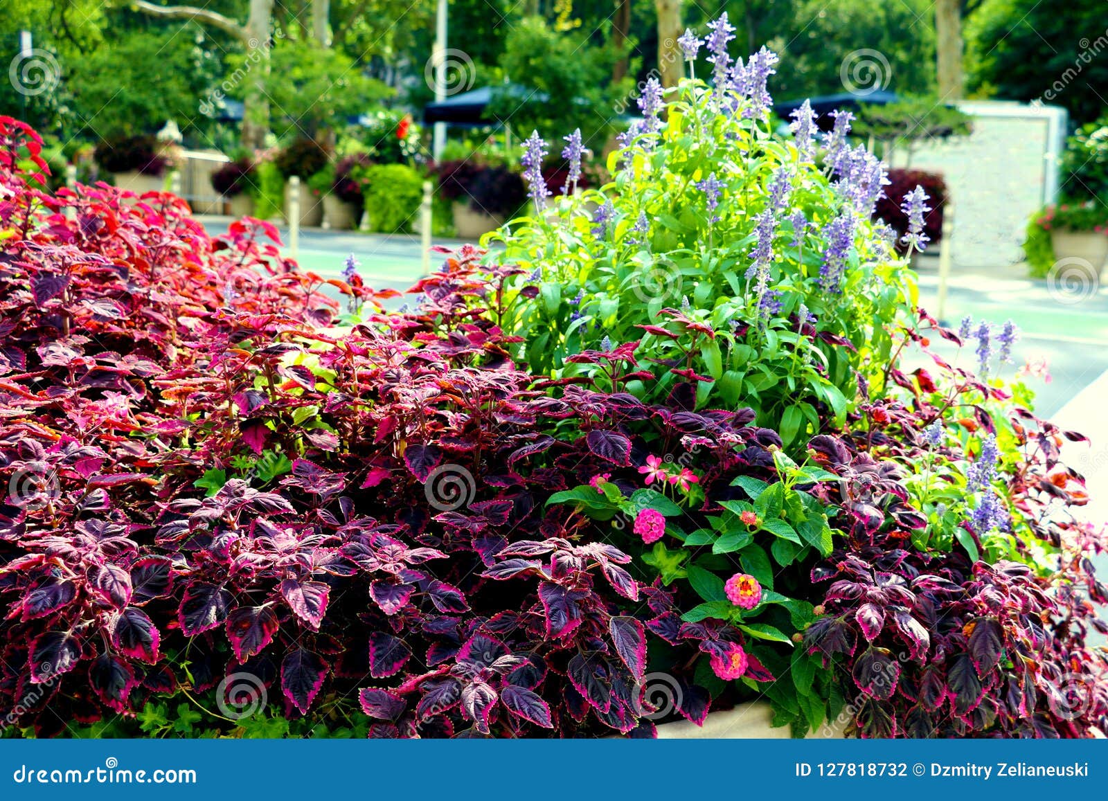 Small Flower Bed with Flowers on a Bright Sunny Day Stock Photo Image