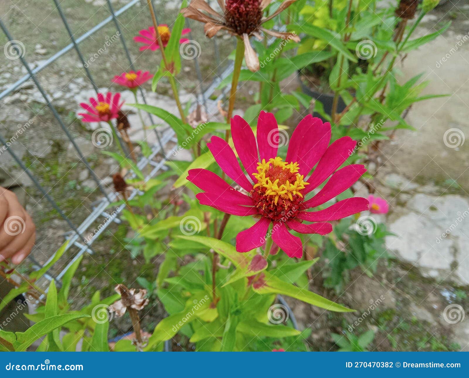 Small Flower that Blooms in the Morning Stock Photo Image of herb