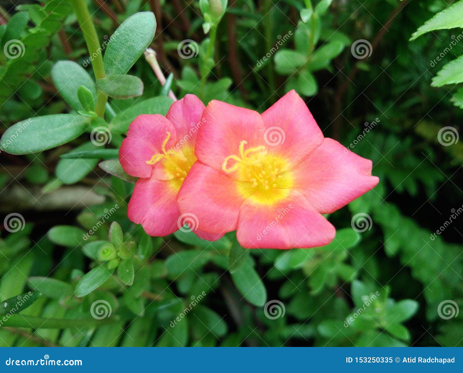 Small Flower Garden in Beautiful Bright Colors Stock Image Image of