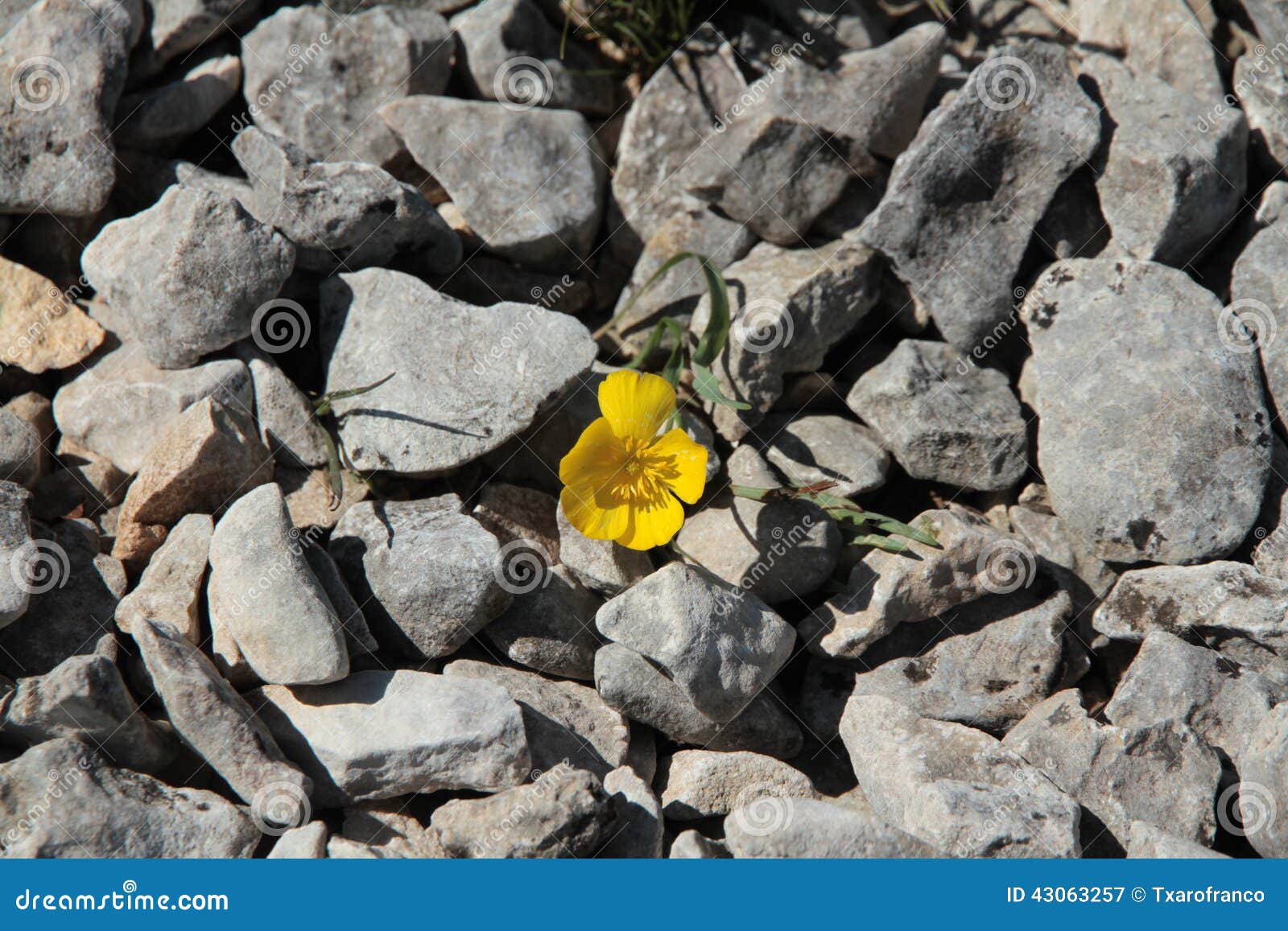 A Small Flower Growing between the Stones Stock Image Image of park