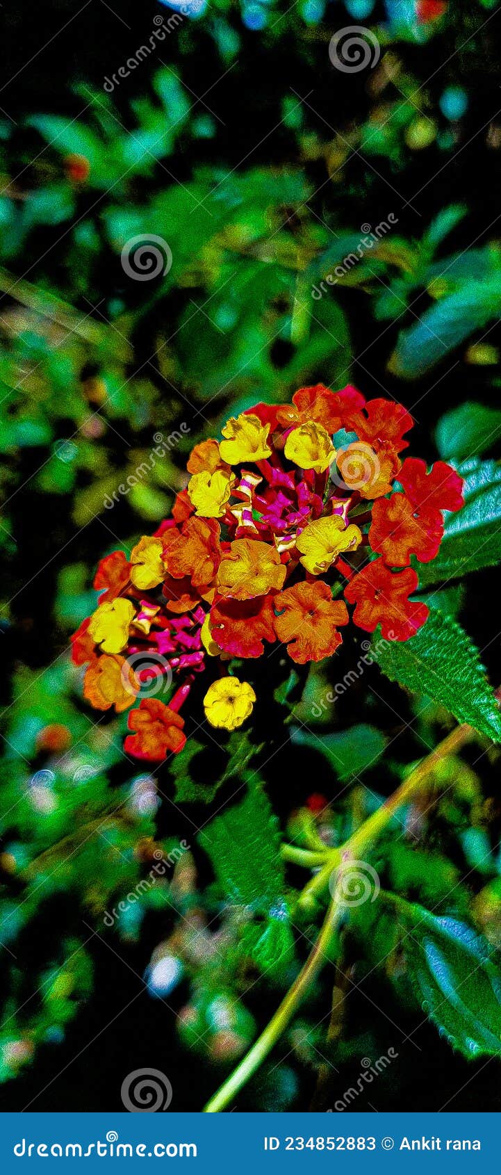 Small Flower with Petal in Garden Status Stock Image Image of status