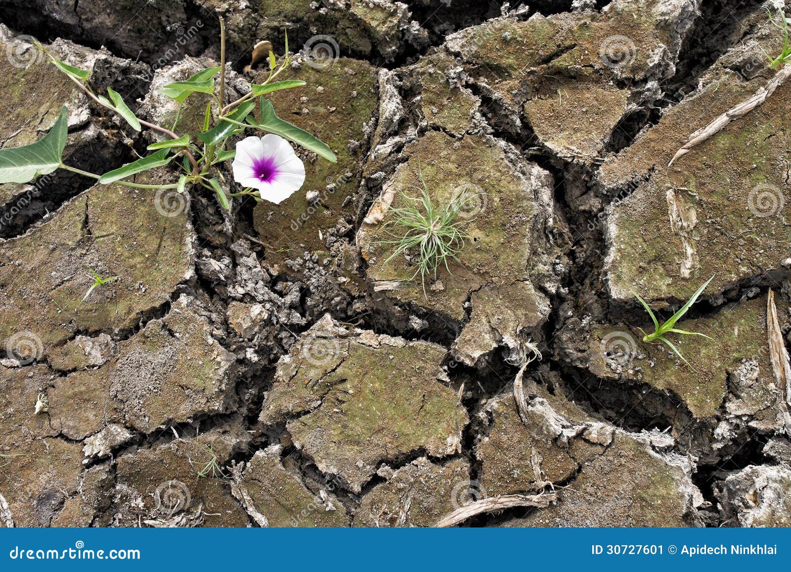 Small Flower Plant Growing in Dry Soil Stock Image Image of grass, concept 30727601