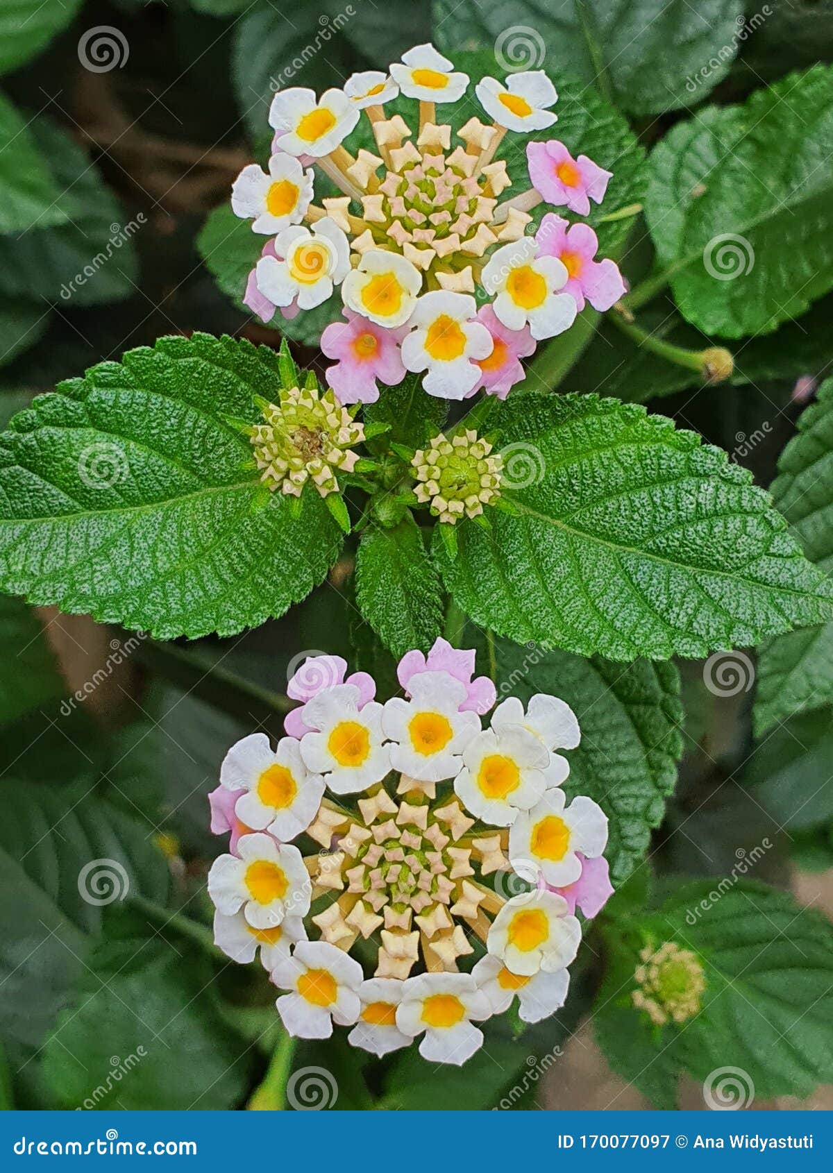 Small Flowers on the Green Tree Stock Image Image of small, ntural 170077097