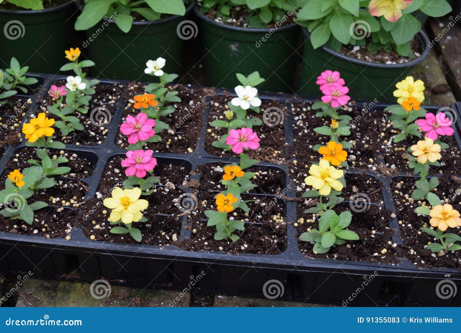 Small Flowers Growing in Plant Tray Stock Image - Image of leaves, plant:  91355083