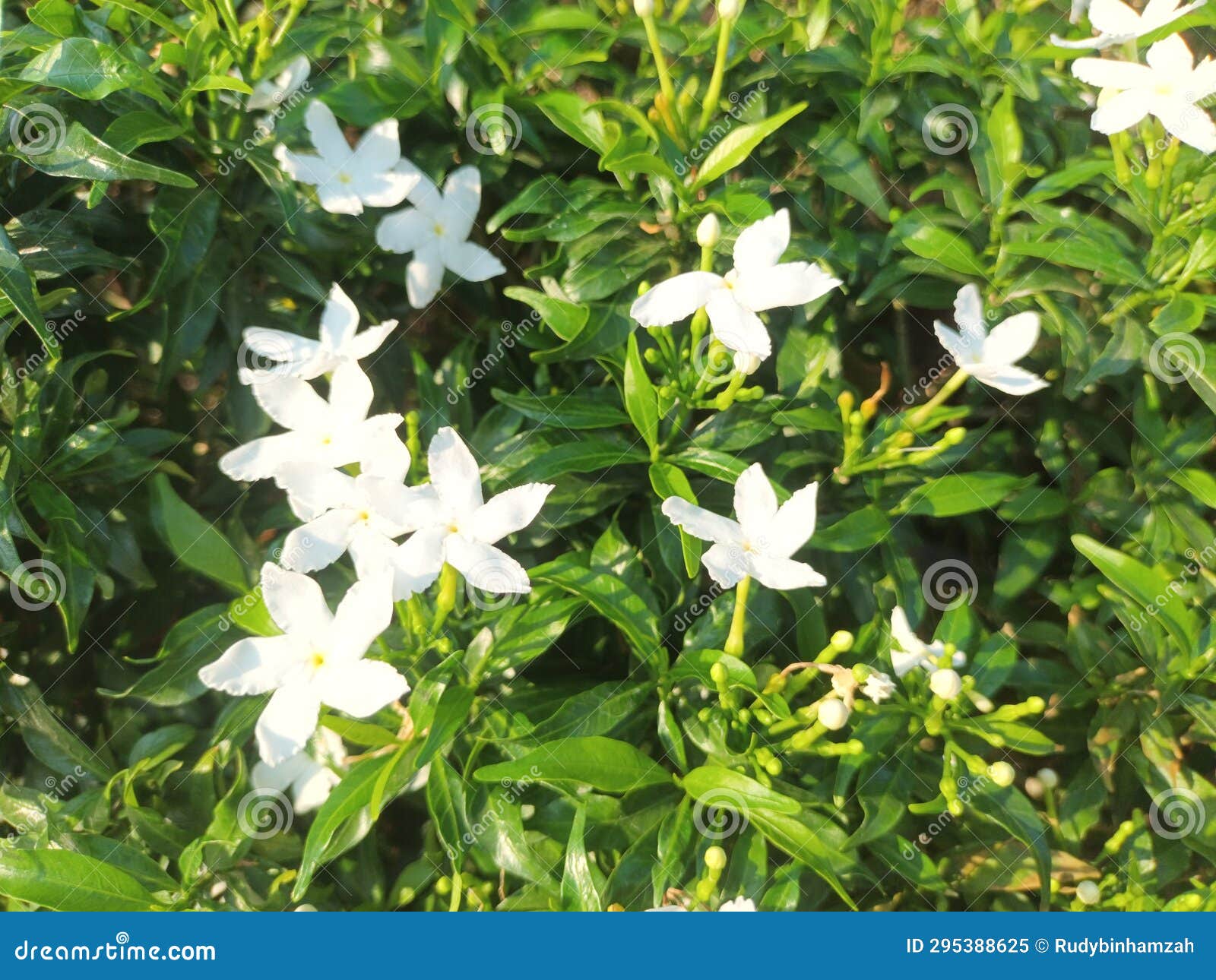 Small Flowers that Survive in the Midst of Aridity and Extreme Weather