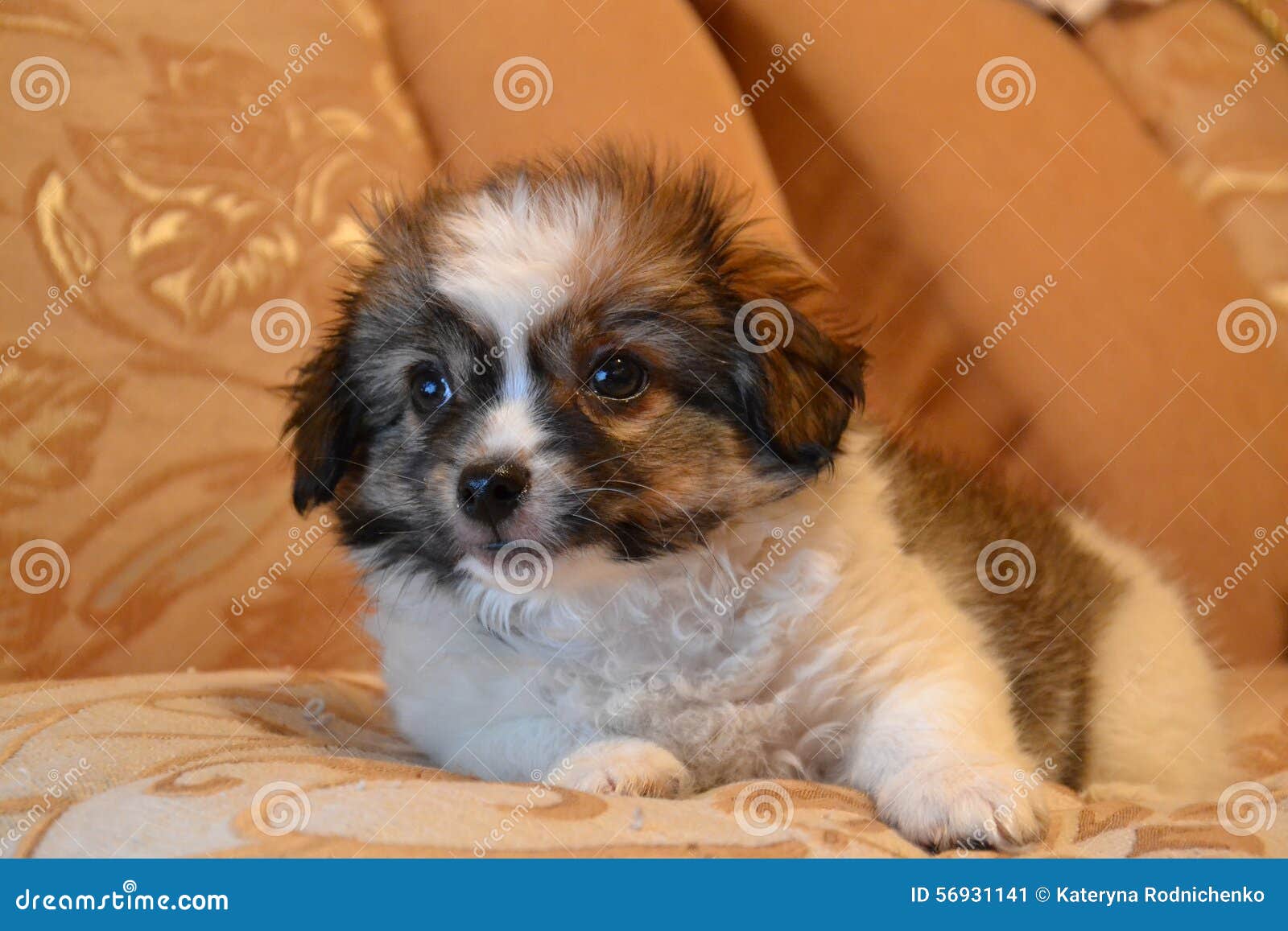 white small fluffy puppy