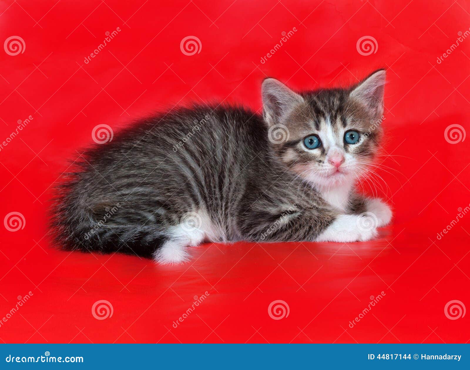 Small fluffy tabby kitten lies on red background