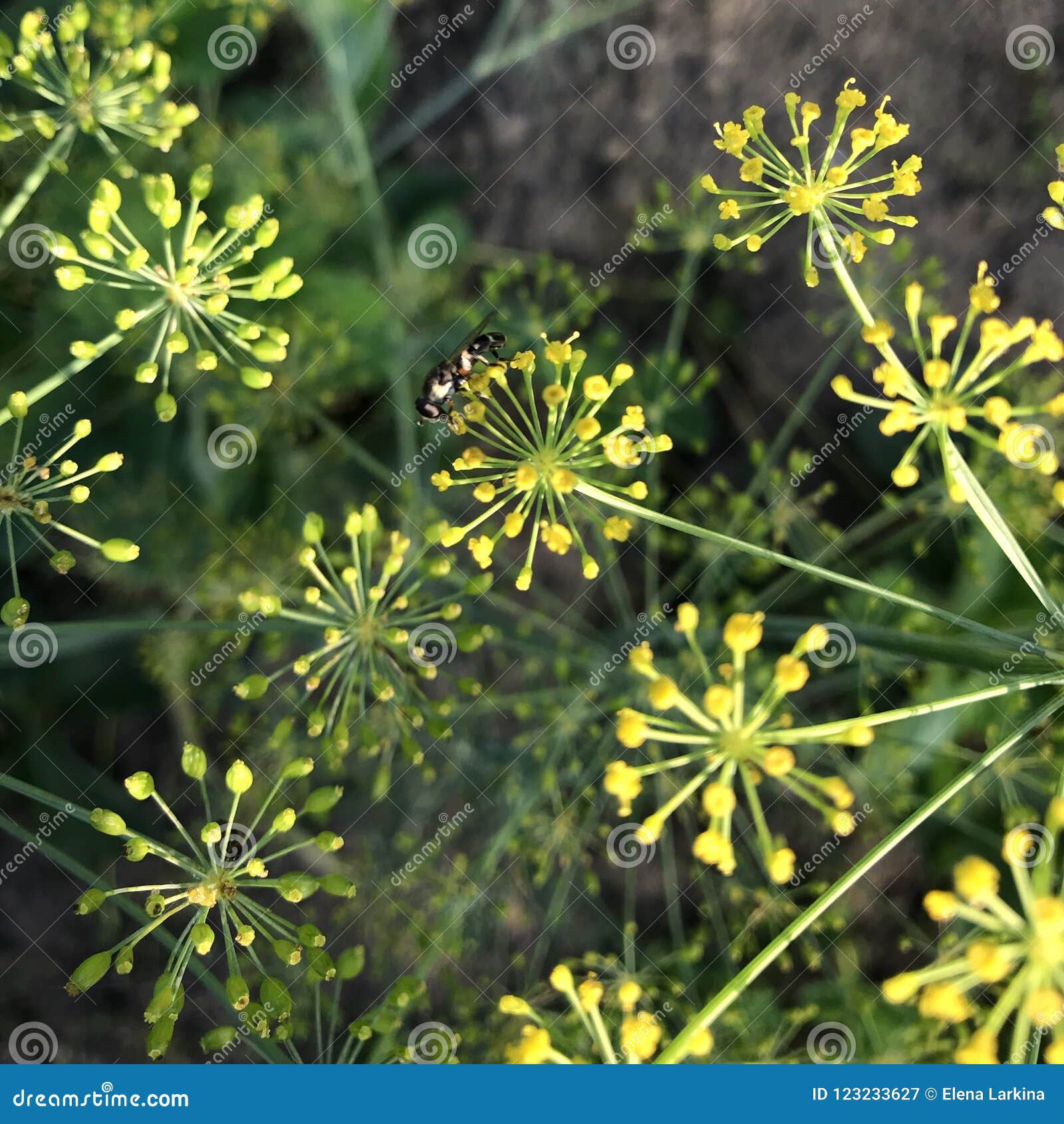 Fly on a Flowering dill stock image. Image of dill, small 123233627
