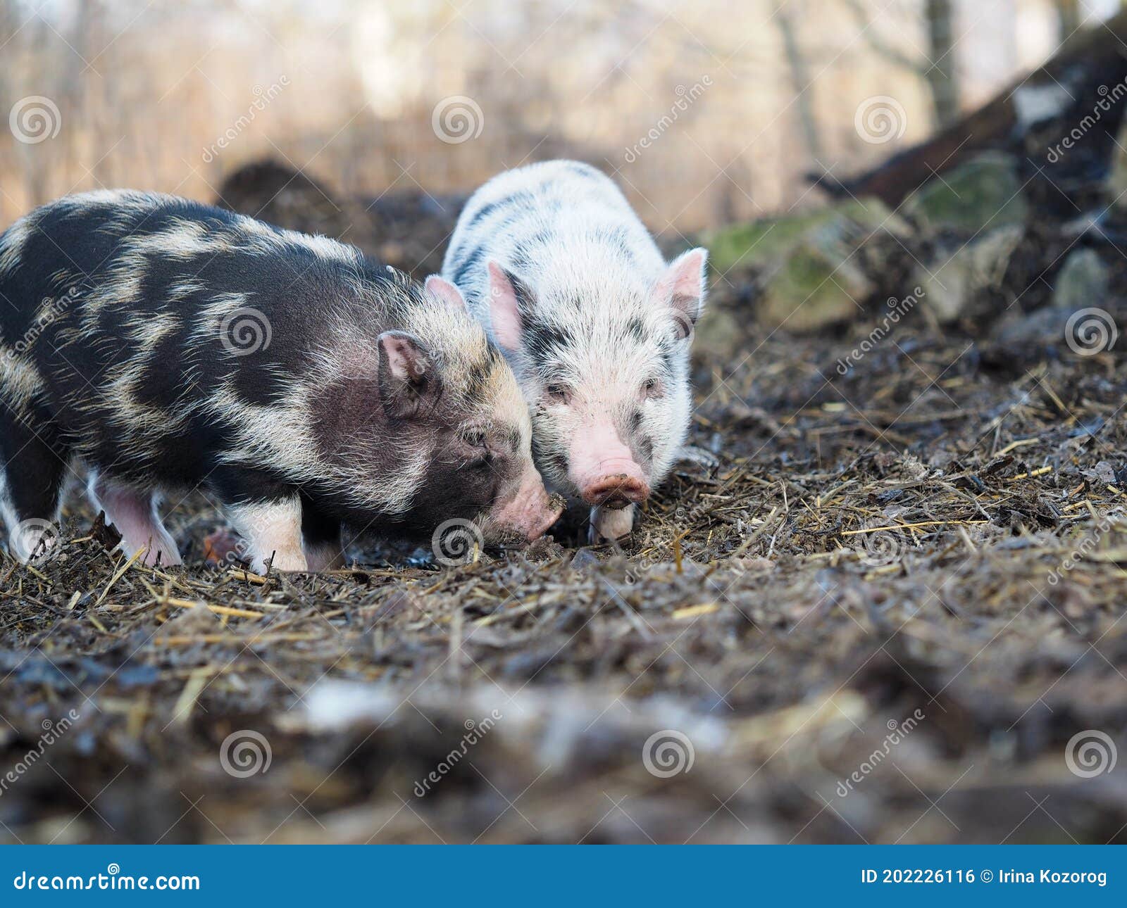 small free-range pigs. pigs on a pig farm
