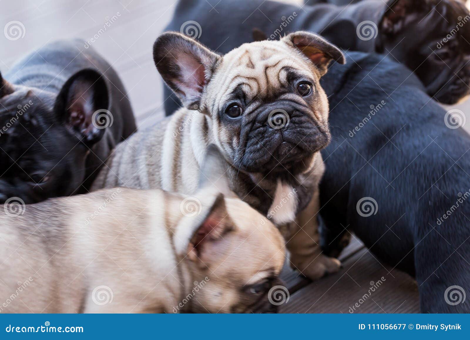 Small french bulldog puppy stock image. Image of adorable - 111056677