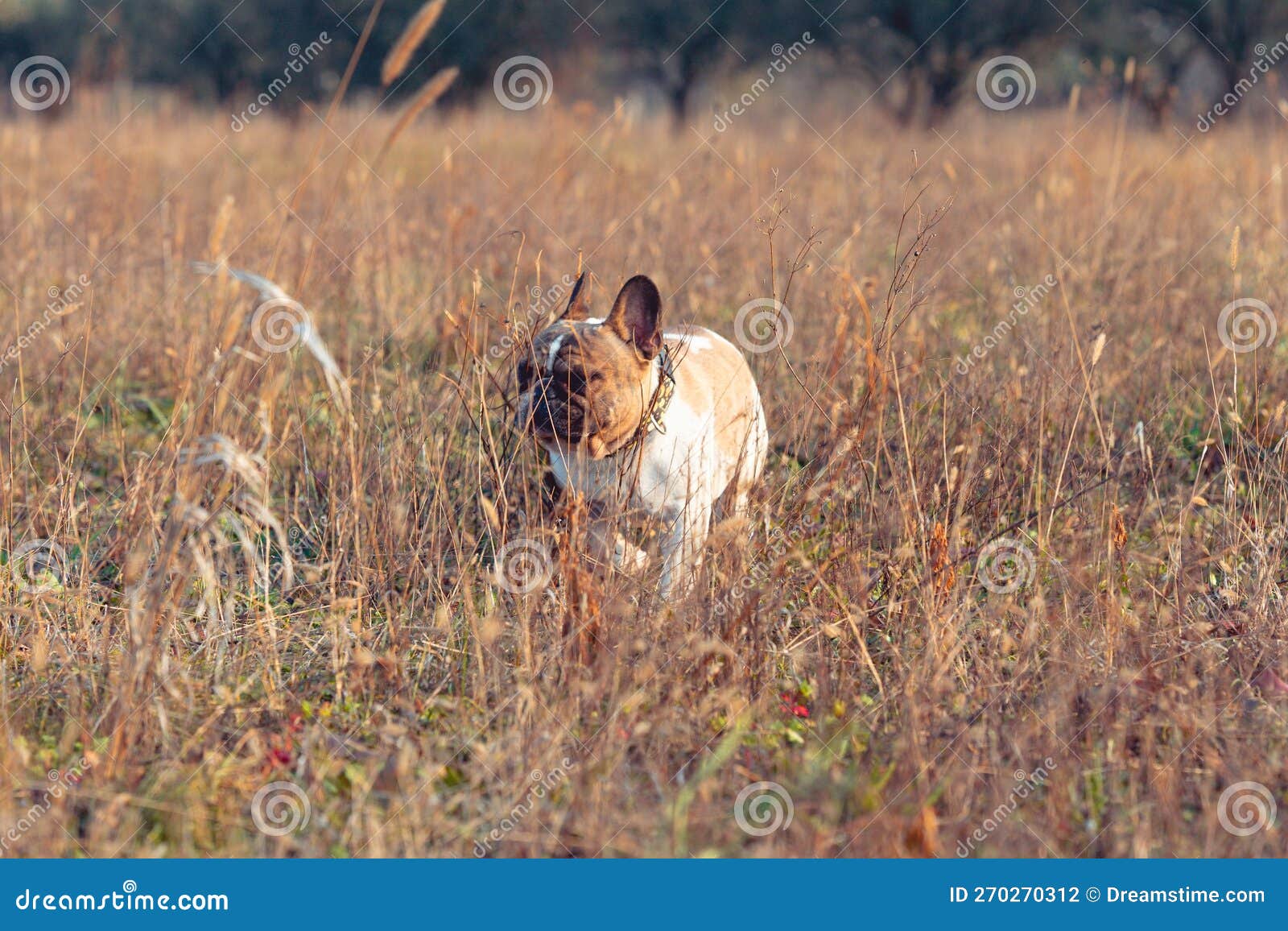 french bulldog running joyously in a lush grassy meadow