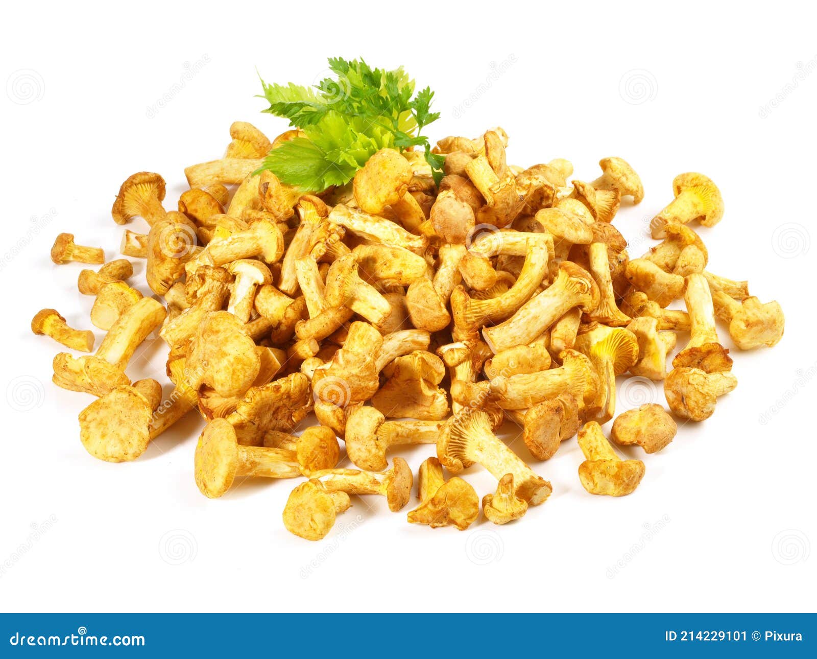 Small Fresh Chanterelles with Herbs on White Background Isolated