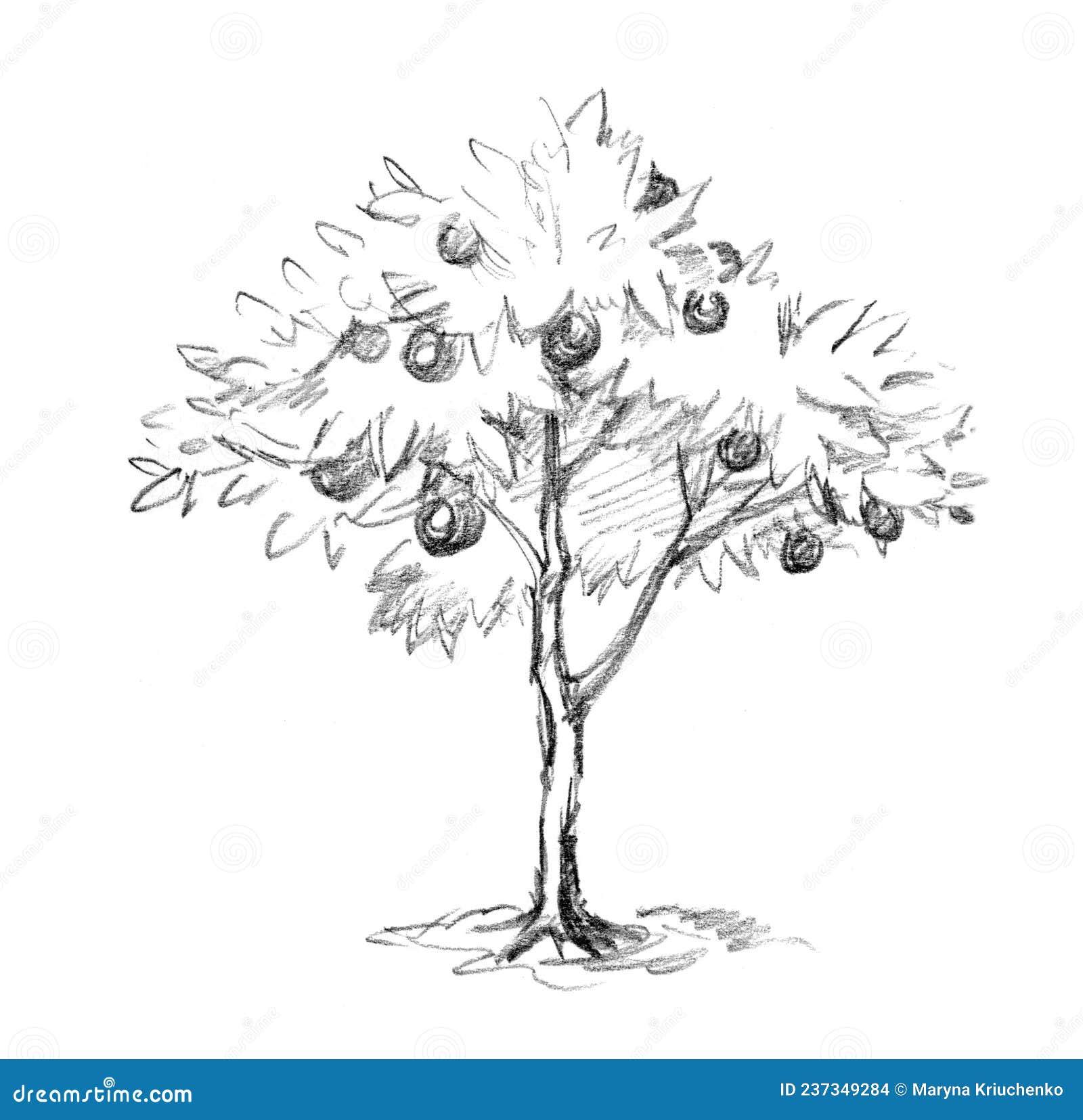 16000 Tree Pencil Drawing Stock Photos Pictures  RoyaltyFree Images   iStock