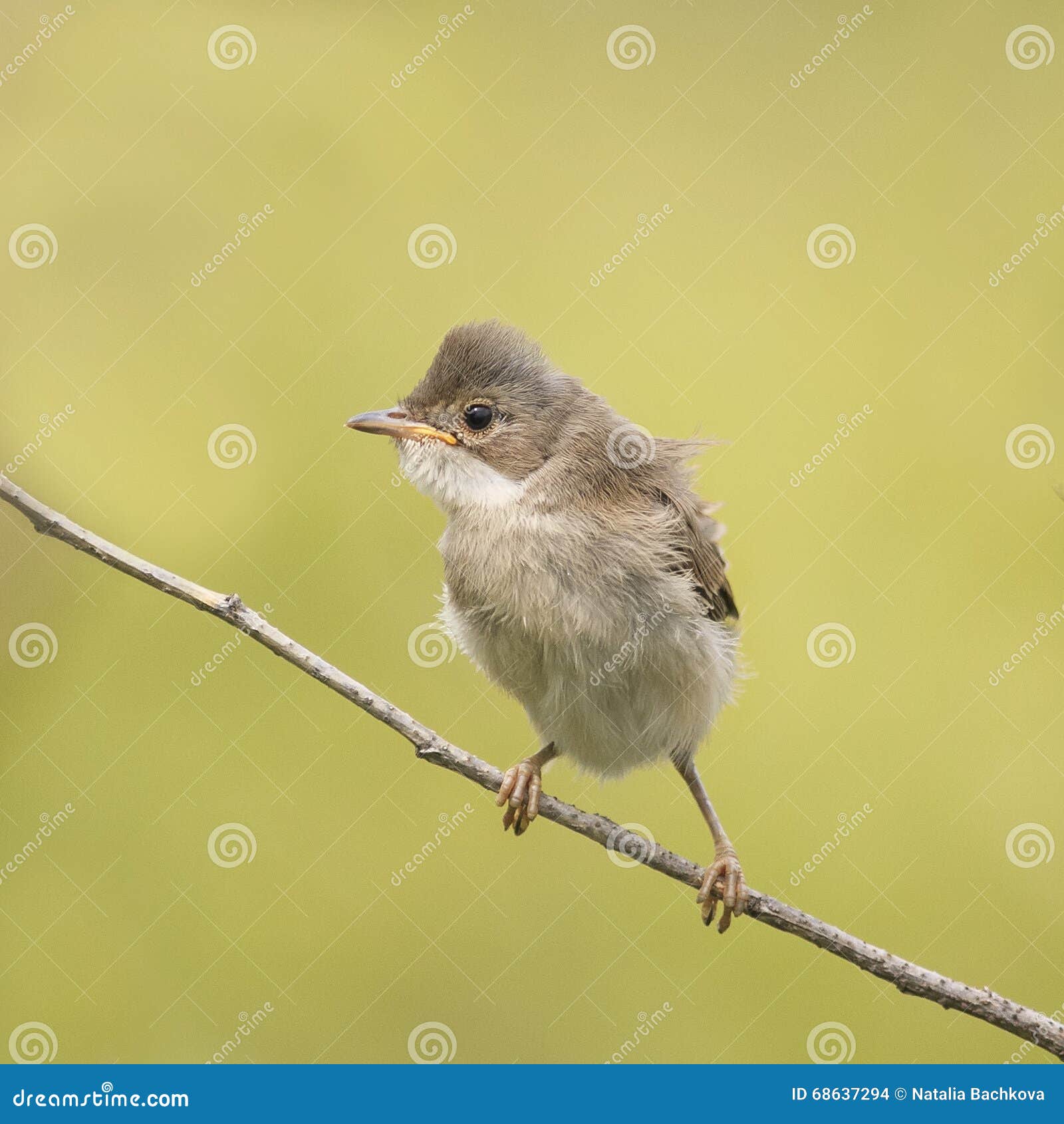 Small Funny Angry Baby Bird Stock Photo - Image of animal, green: 68637294 Small Funny Angry Baby Bird Stock Photo - Image of animal, green: 68637294