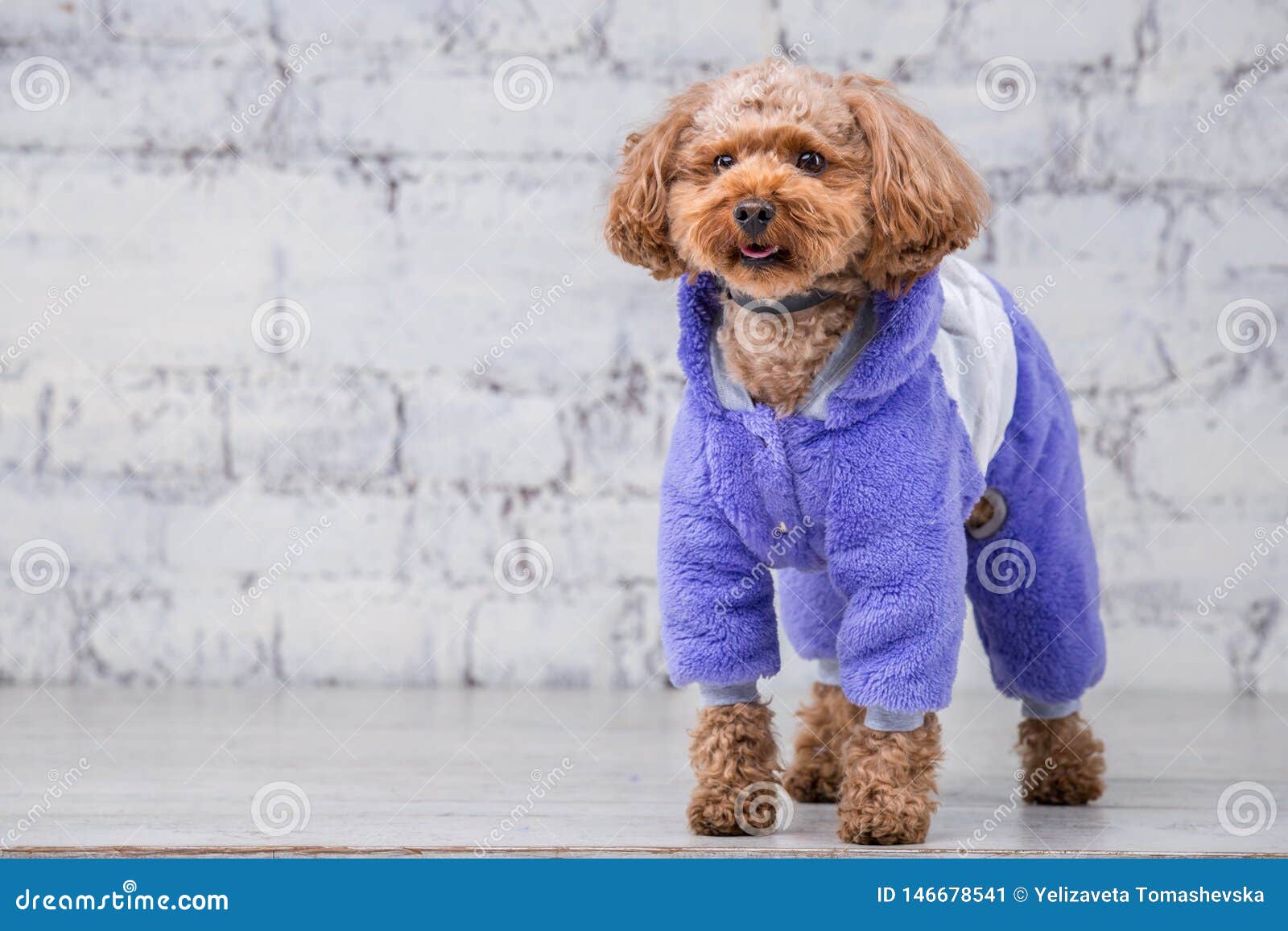 Small Funny Dog of Brown Color with Curly Hair of Toy Poodle Breed Posing  in Clothes for Dogs. Subject Accessories and Fashionable Stock Image -  Image of adorable, clothes: 146678541