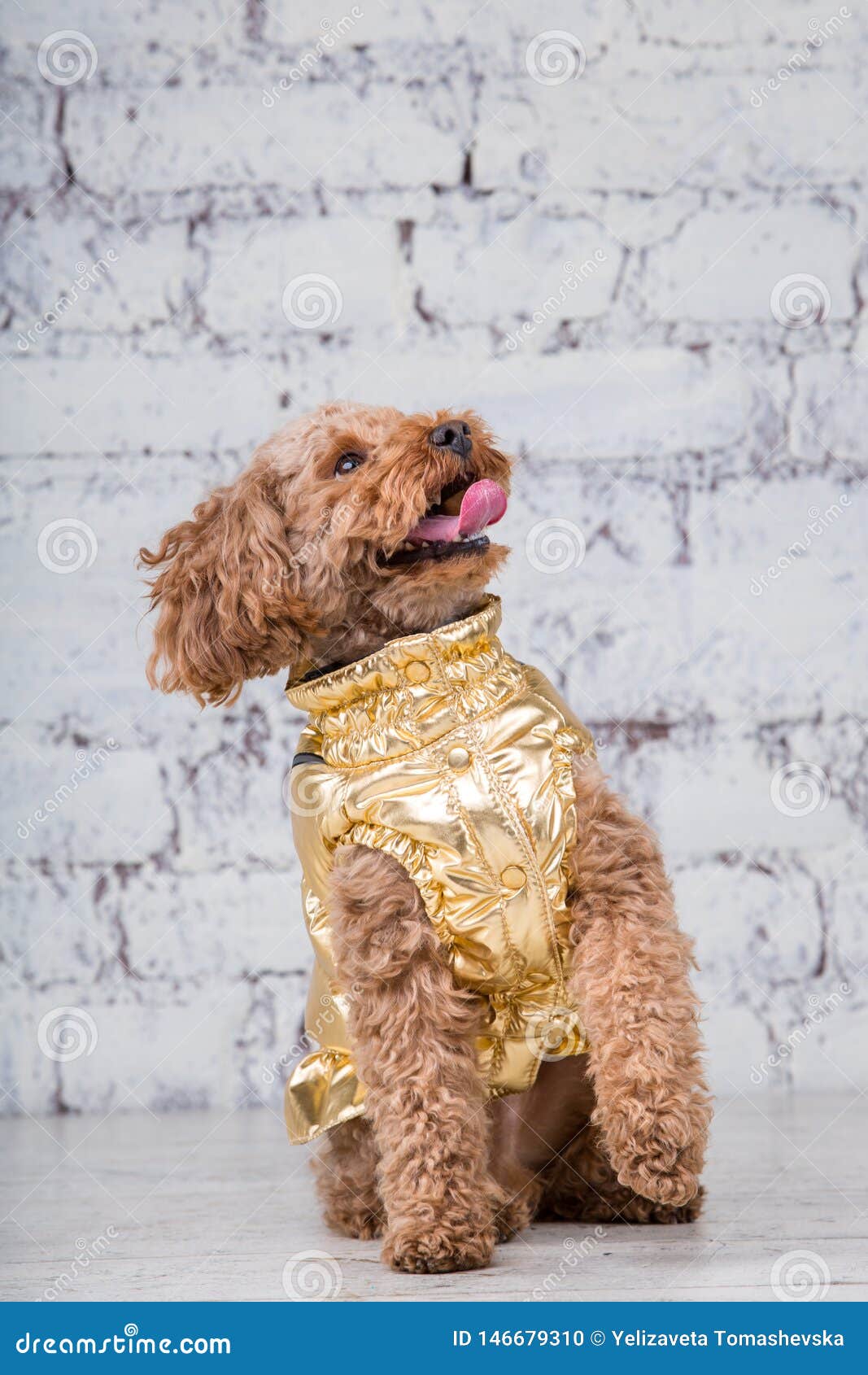 Small Funny Dog Of Brown Color With Curly Hair Of Toy Poodle Breed Posing  In Clothes For Dogs. Subject Accessories And Fashionable Stock Photo  146679310 - Megapixl