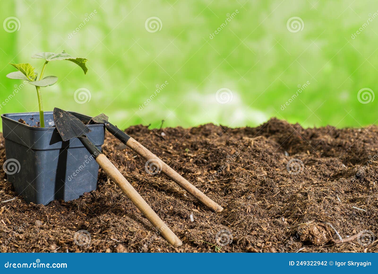 Small Garden Rake, Shovel with Vegetable Sprouts. Place for Text Stock