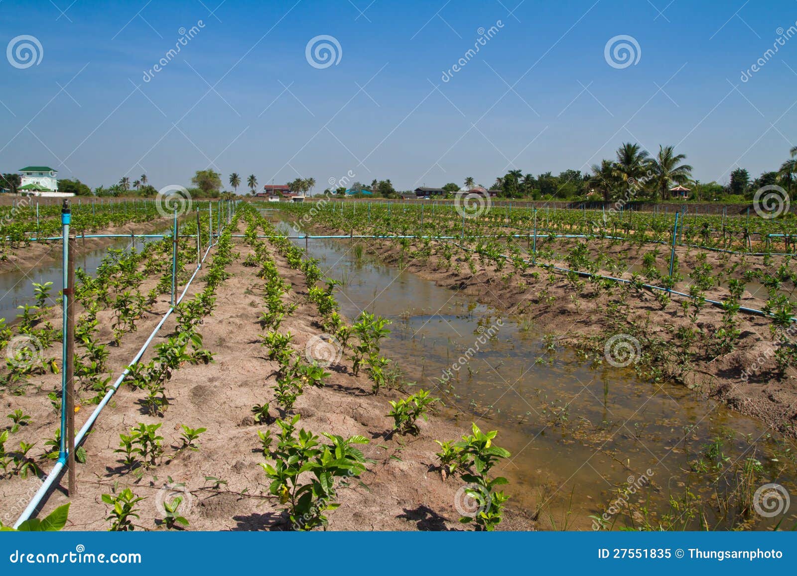 Small Gardenia Jasmine and Watering System in the Stock Image Image