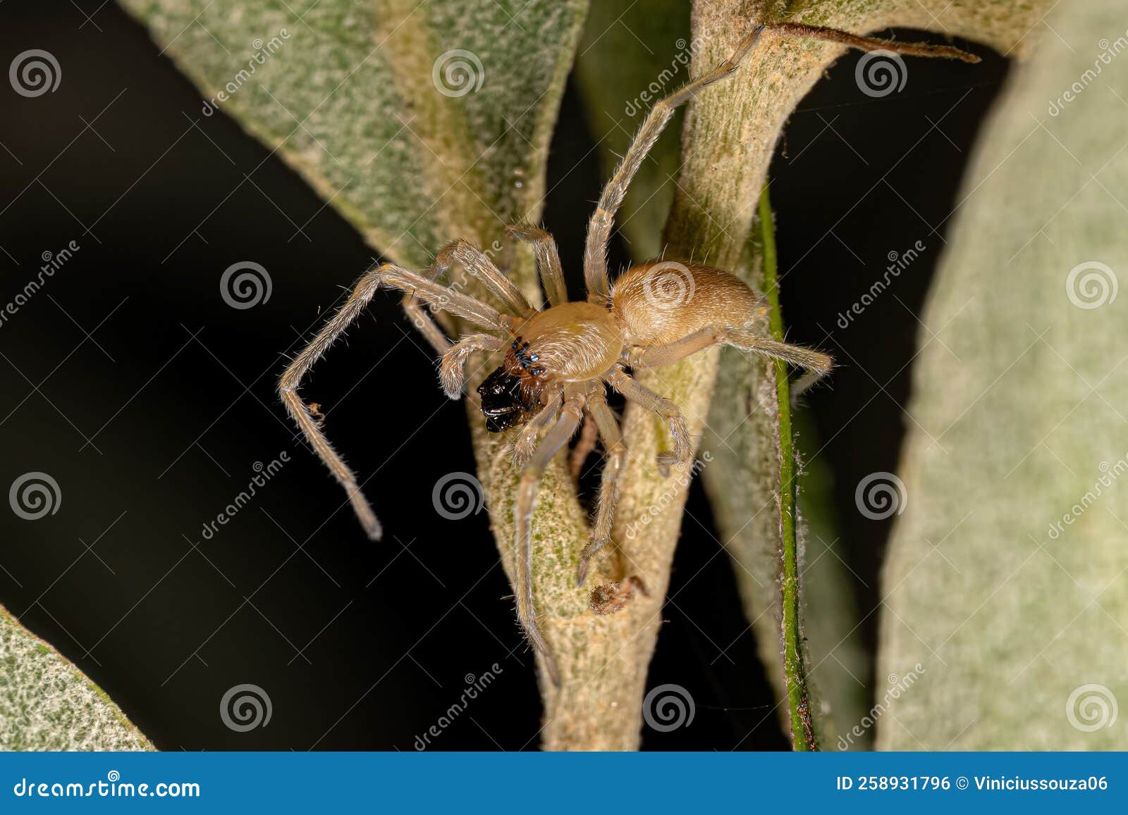 Small Ghost Spider stock photo. Image of arachnida, araneomorphae