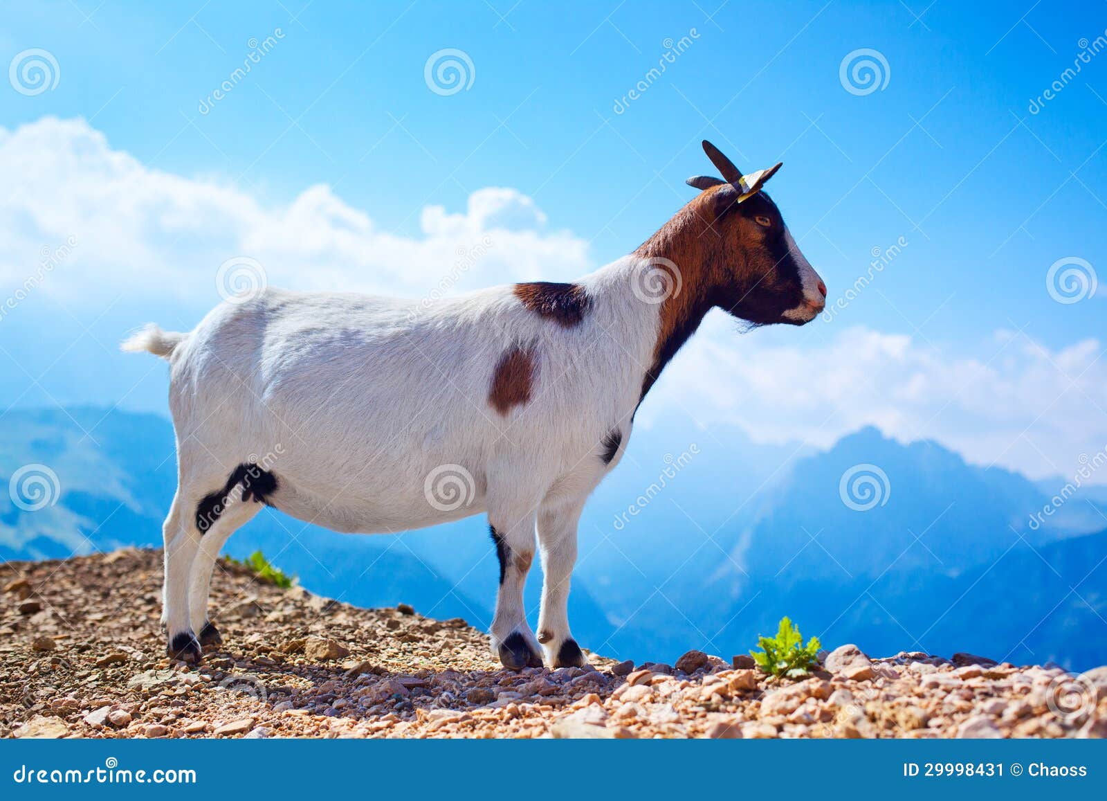 Small goat stock image. Image of landscaped, nature, beauty - 29998431