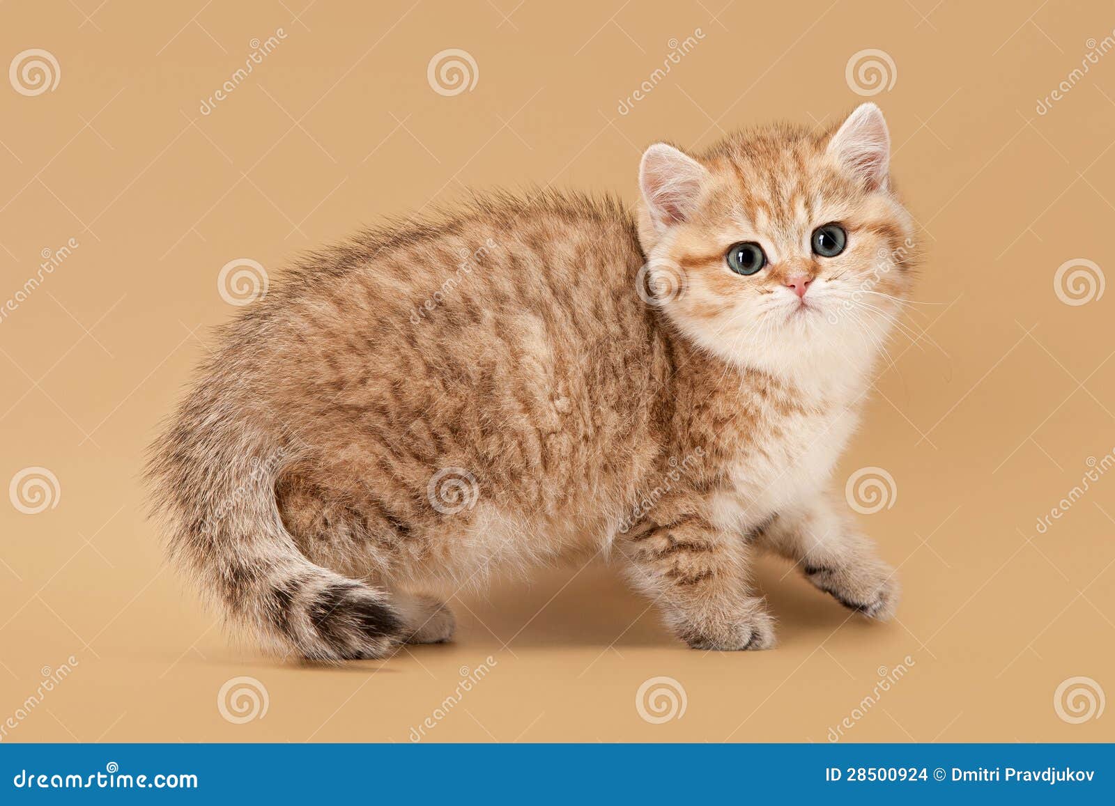 Golden British Kitten on Light Brown Background Stock Photo - Image of