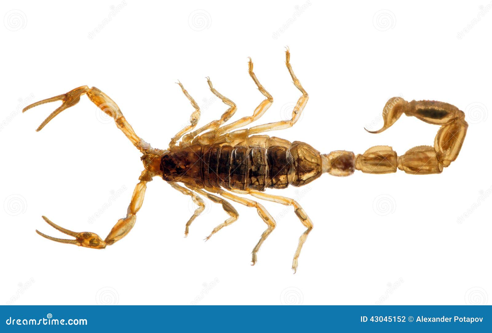 smallest scorpion in the world