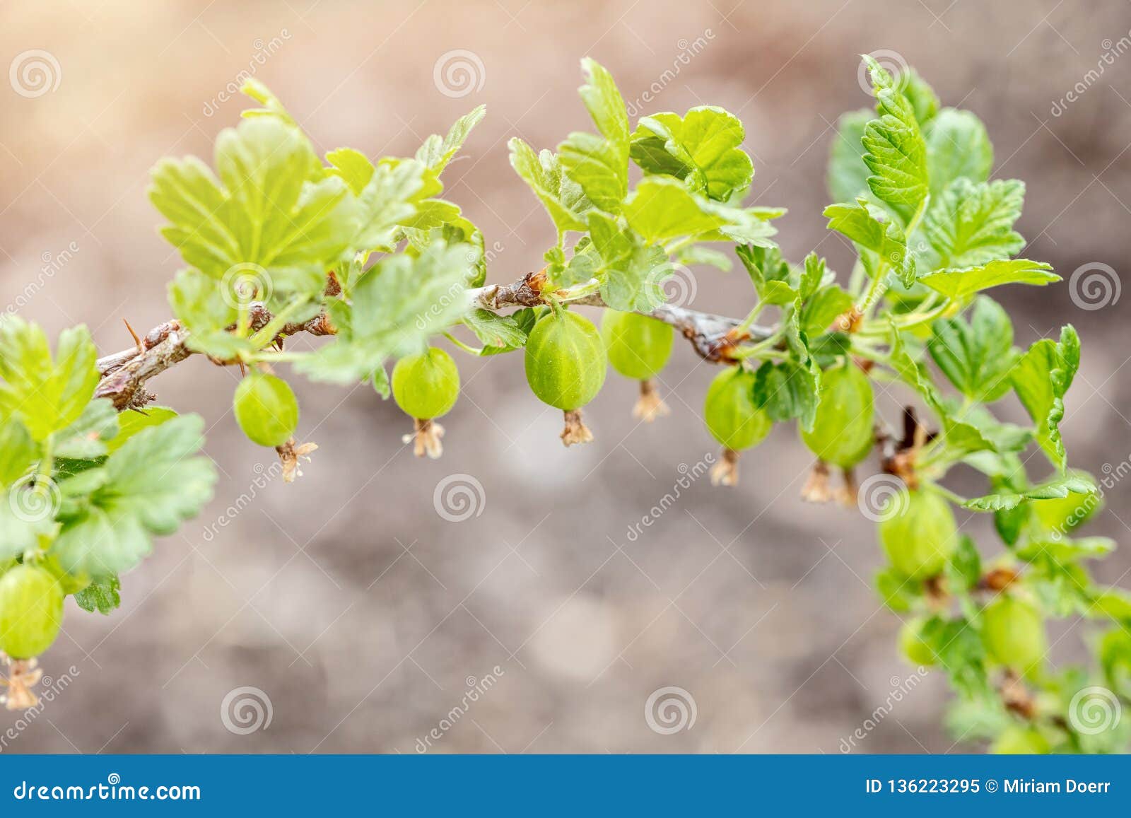 small gooseberries on a branch, growth and maturity of ribes uva-crispa