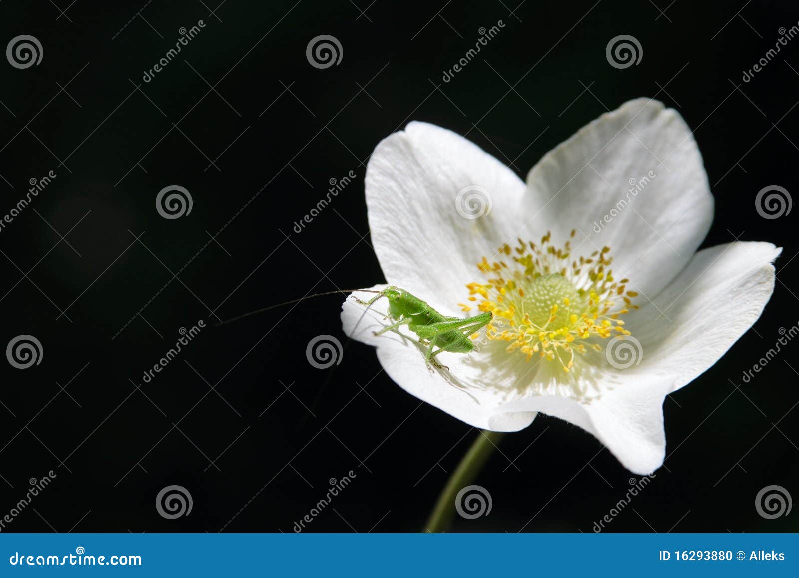 Small on Anemones Flower Stock Photo Image of hopper