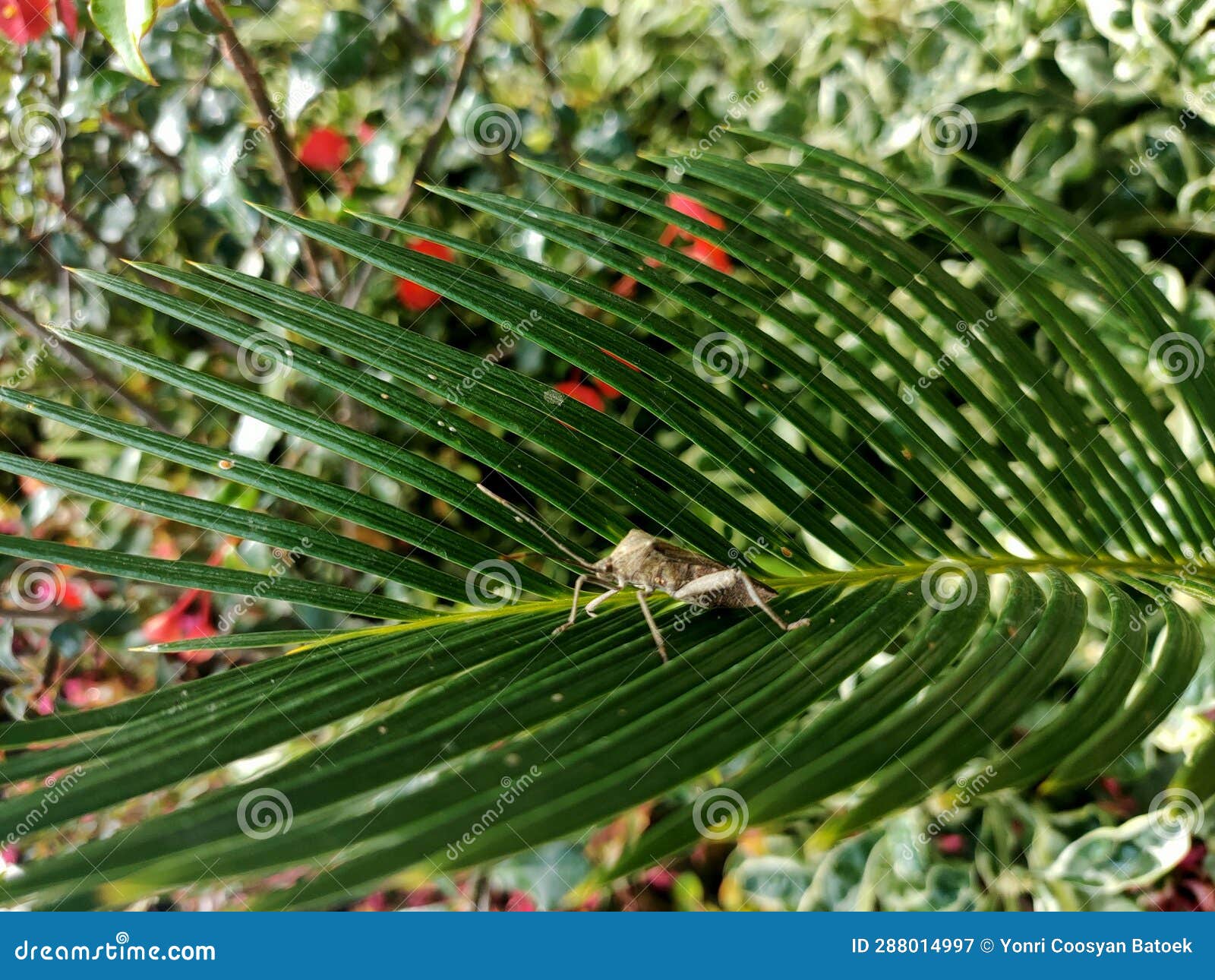 A Small Perched on a Beatifull Needle Leaf Plant Stock