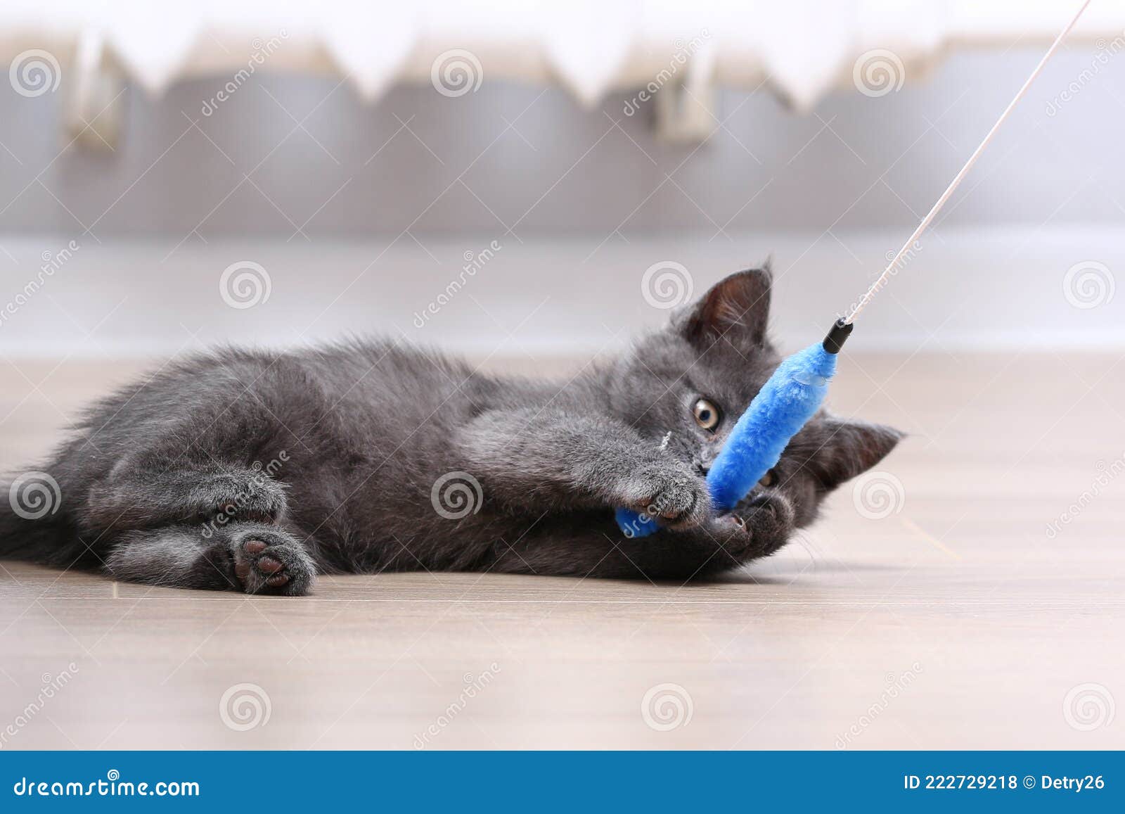 A Small Gray Kitten Plays with Toy on a Fishing Rod. Cat Toys. Stock Photo  - Image of beautiful, ball: 222729218