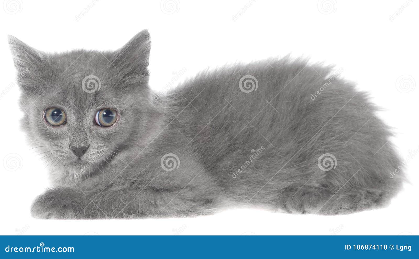 Small Gray Long Haired Kitten Lie Stock Photo Image Of Grey
