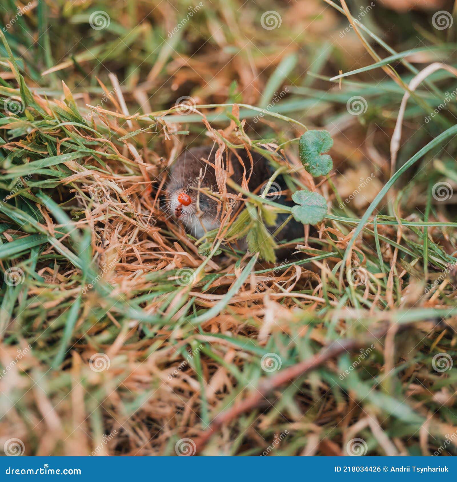 A Small Gray Mole Climbed Out of the Ground, an Animal in the Grass
