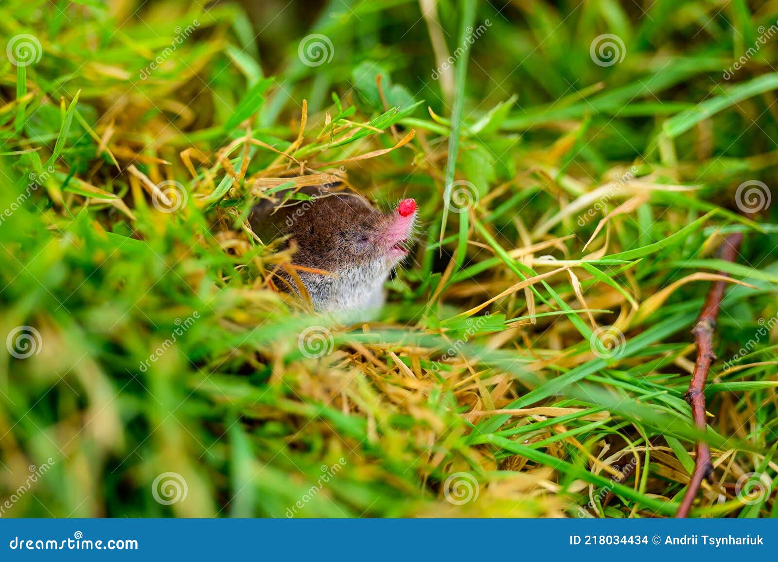 A Small Gray Mole Climbed Out of the Ground, an Animal in the Grass