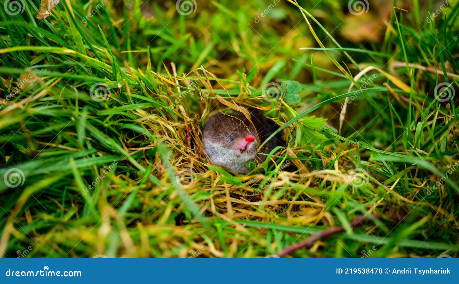 A Small Gray Mole Climbed Out of the Ground, an Animal in the Grass