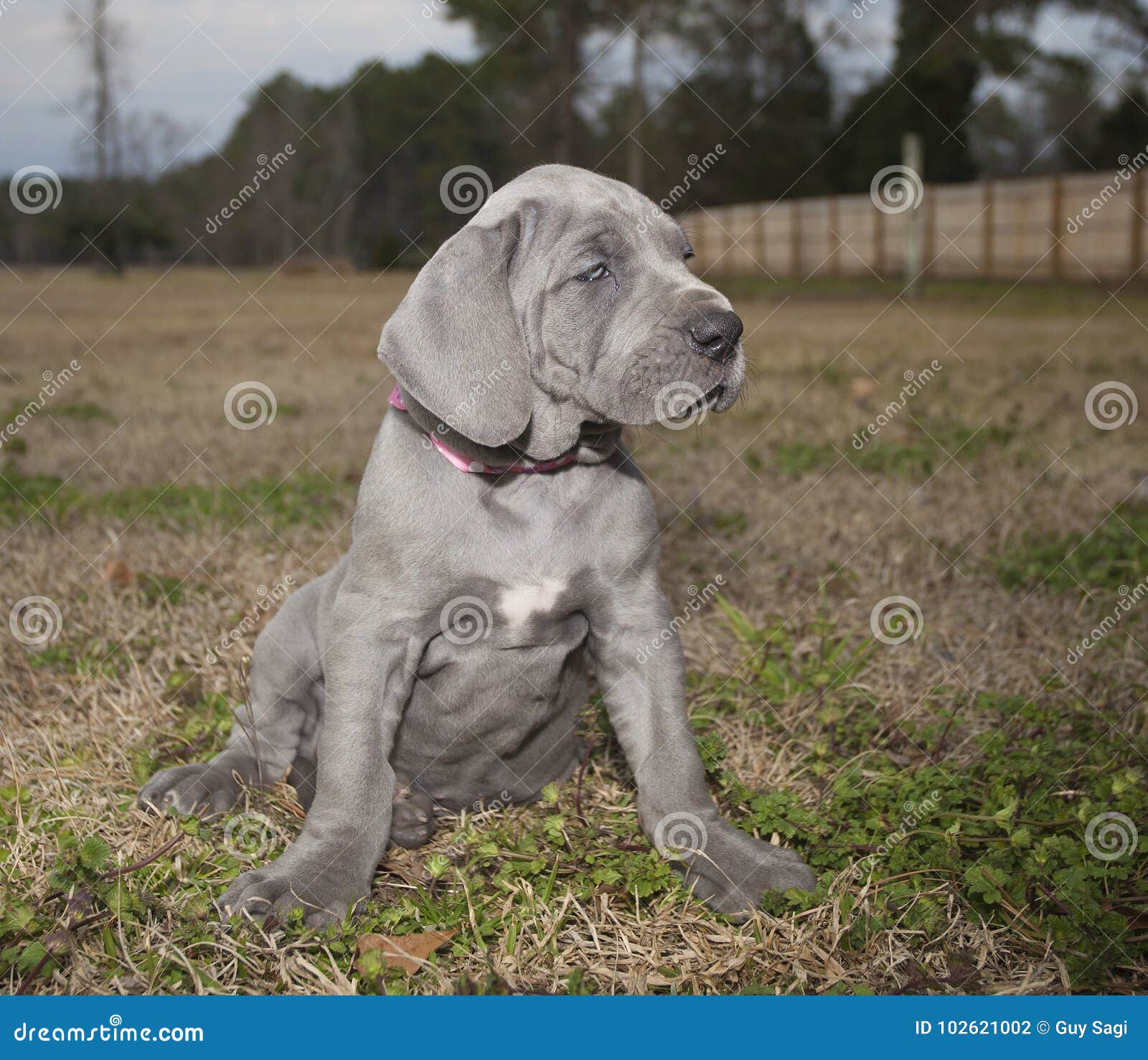 great dane small