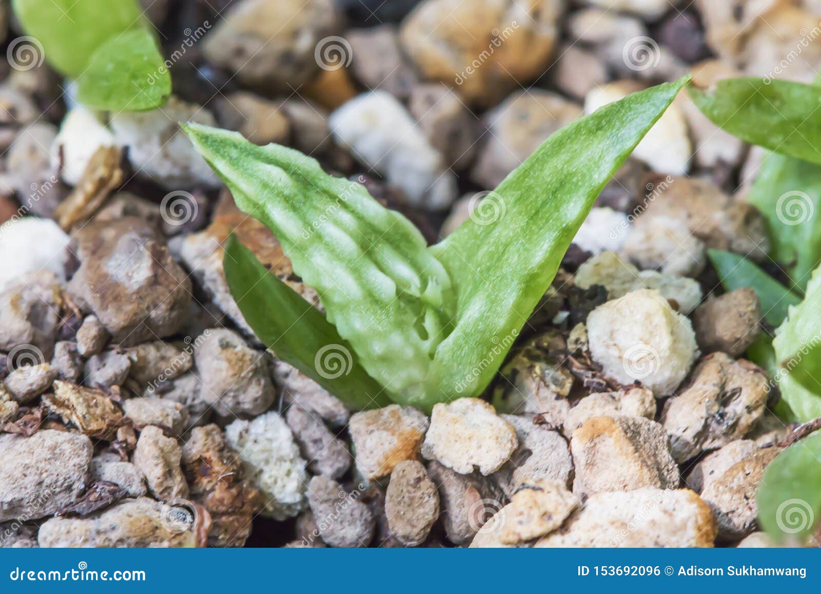 Small Green Aloe Seedlings Germinate Stock Photo Image of garden
