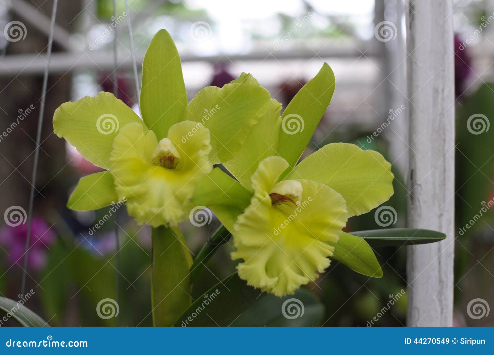 Small Green Cattleya Orchids Stock Image - Image of texture, environment:  44270549