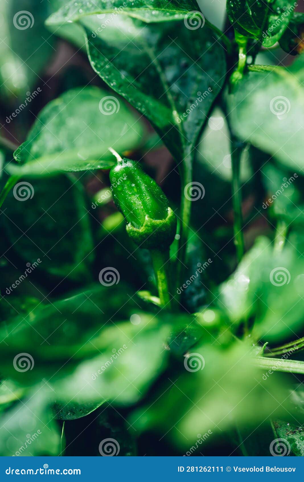 Small Green Chili Pepper stock image. Image of spicy 281262111
