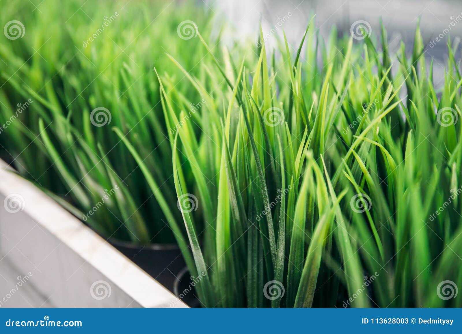 Small Green Decorative Office or Home Plant Stock Image Image of