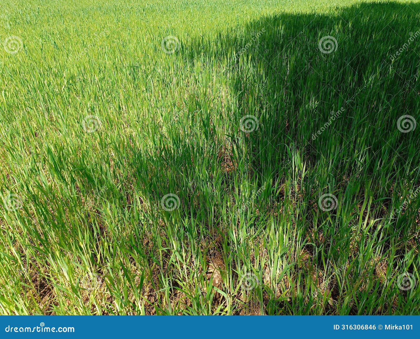 small green ears of wheat with sunny areas and shaded areas