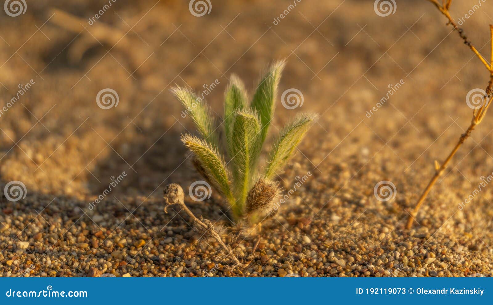 Small Green Fluffy Plant Growing in the Middle of the Desert Stock Image Image of outdoors