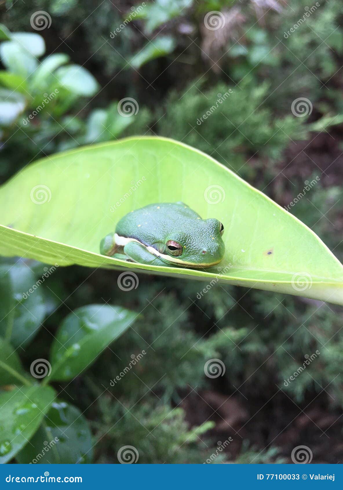 Small Green Frog stock image. Image of damp, tree, amphibian - 77100033