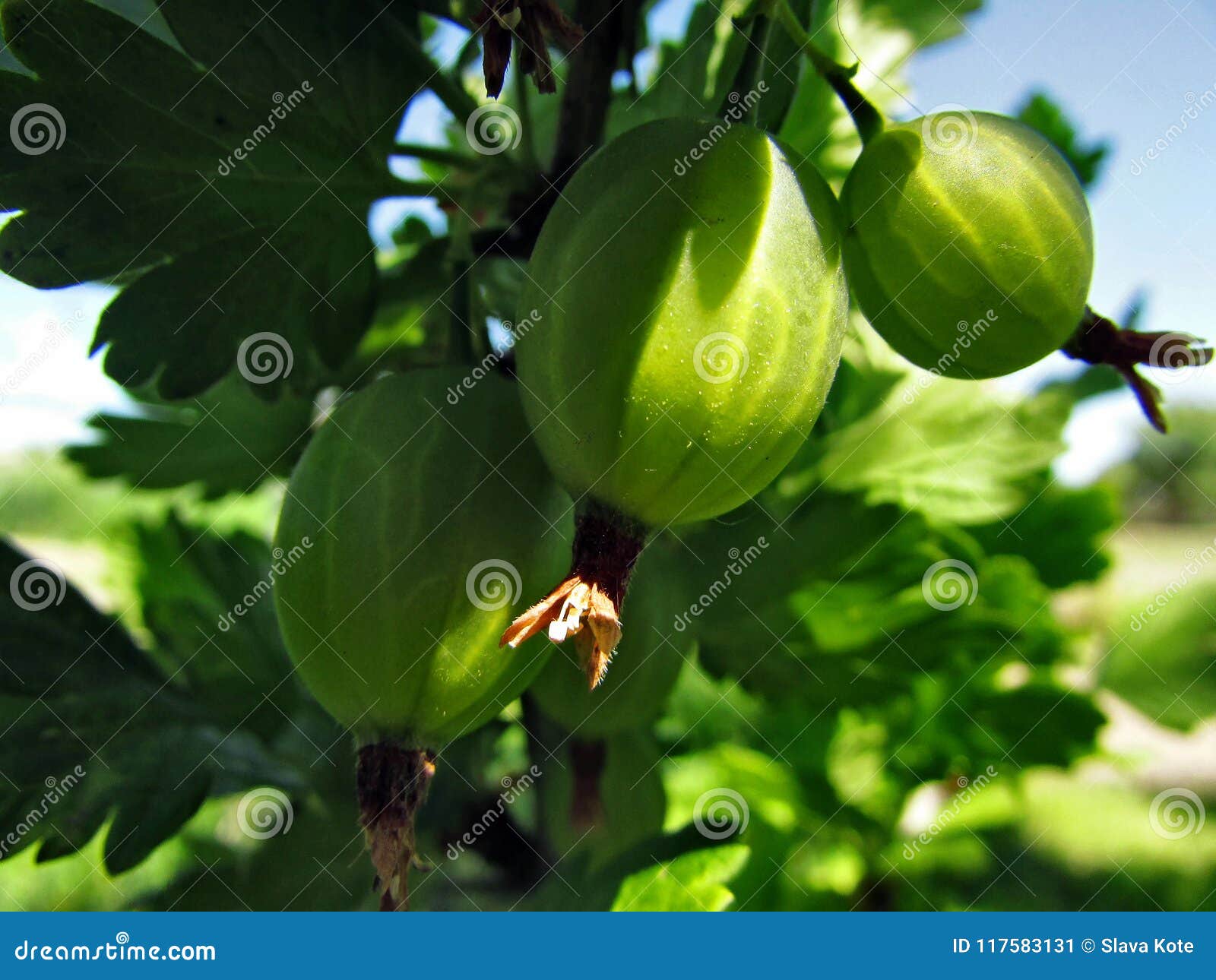 A small green fruit stock image. Image of nature, flower 117583131