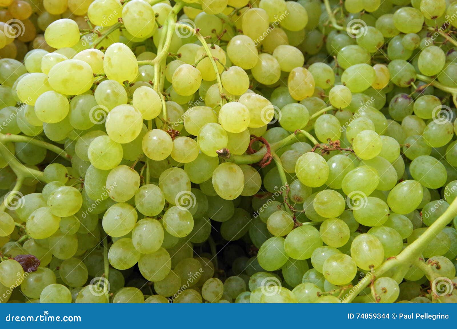 Small green grapes stock photo. Image of grapes, market 74859344