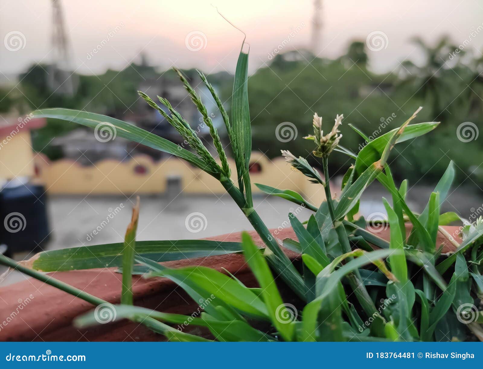 Small Green Grass Type Plant Stock Image Image of grass, plant 183764481