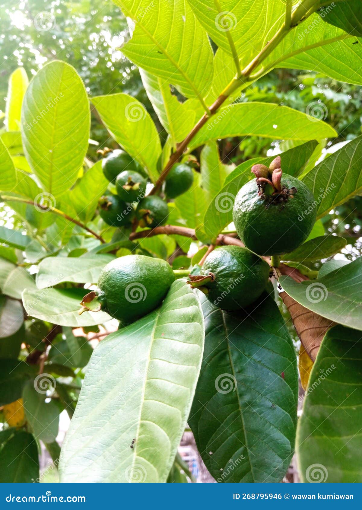 Small Green Guava Fruit in Rainy Season Stock Photo Image of garden